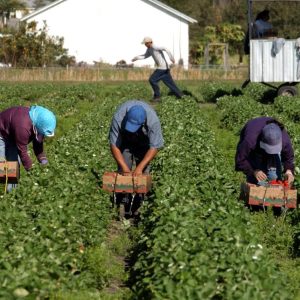 Migranti e decreto flussi: ecco come nascono irregolarità e truffe