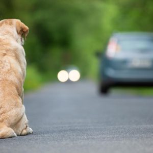 Scatta il ritiro della patente per chi abbandona gli animali