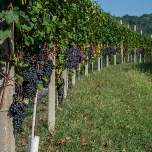 Vino contraffatto venduto come Doc, scatta l’associazione a delinquere