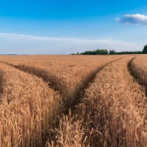 Tutela dell’ambiente, ricorsi giurisdizionali paralizzati dai costi