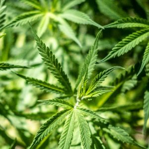 Stop cannabis light, emendamento governo al ddl sicurezza